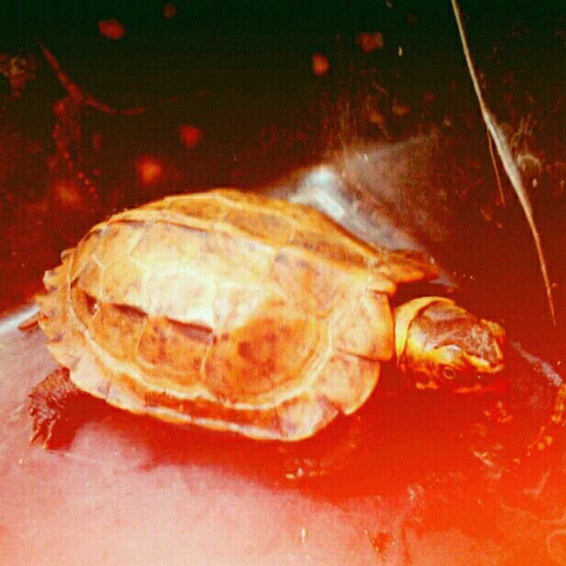  p>地龟(学名: i>geoemyda spengleri /i>)是龟科,地龟属半水栖的龟类