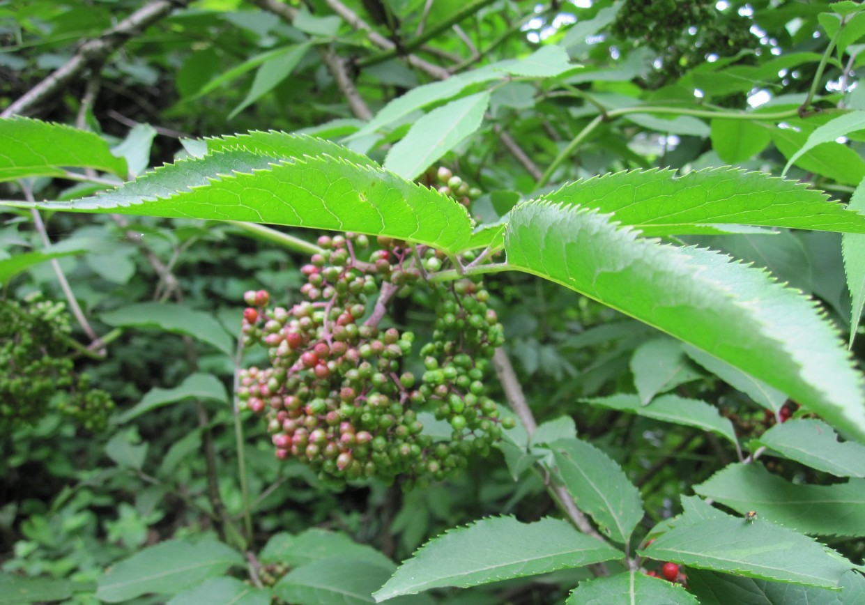 配铁骨散接骨丹七叶金透骨草接骨风臭芥棵暖骨树自草柴青杆错白马桑大