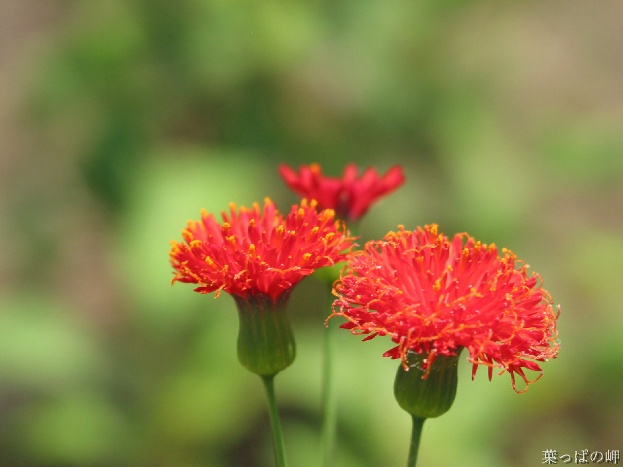  p>小一点红,药用全株.