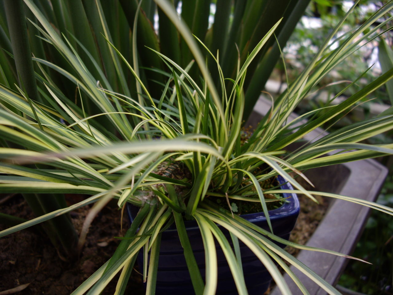  p>白玲苔叶线形,狭长细致,成株丛生状,叶色清雅,栽培以壤土或腐殖质