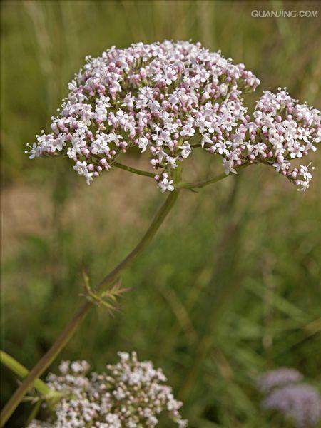  p>缬草(拉丁学名: i>valeriana officinalis /i> l.