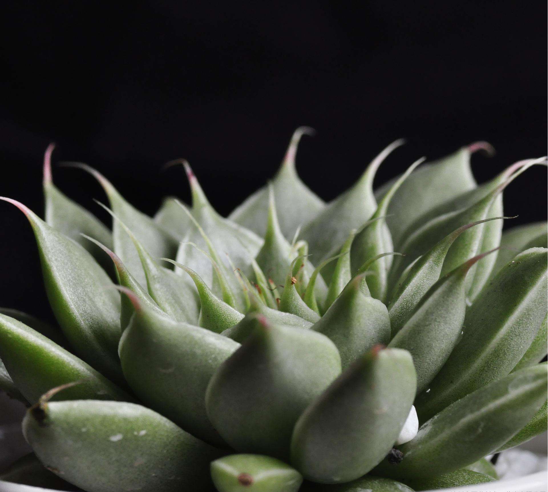  p data-id="tblrt8cheb7v">银星是景天科风车草属植物.