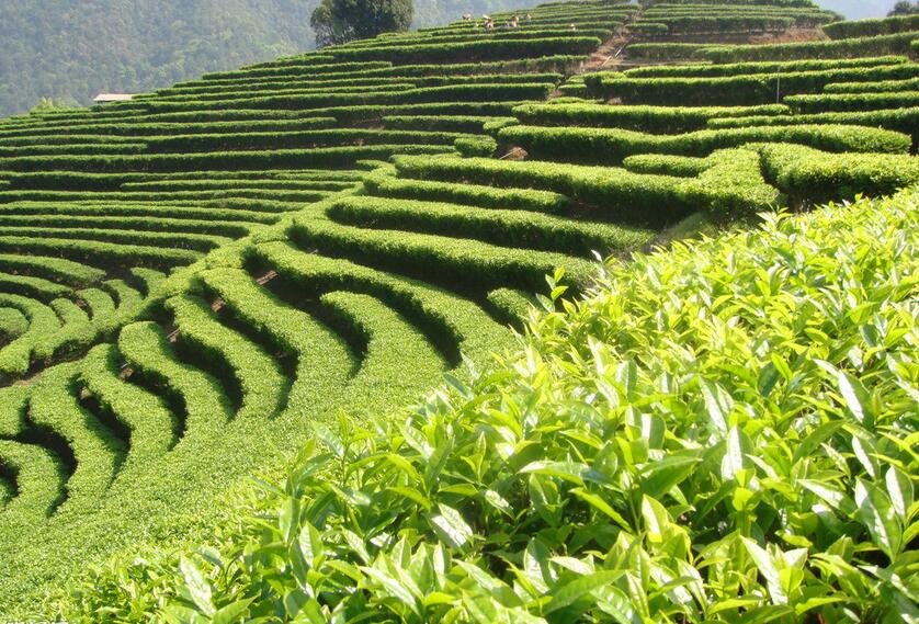 o. ktze., a target="_blank" href="/item/灌木/152001