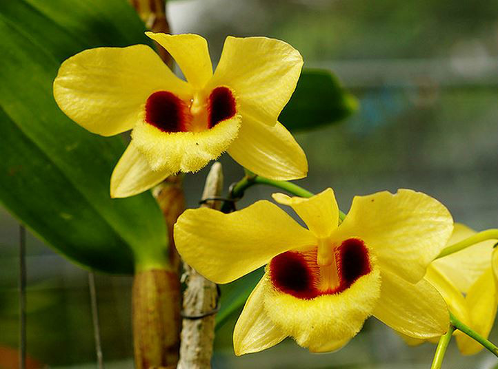  p>曲轴石斛(学名: i>dendrobium gibsonii /i>  lindl.