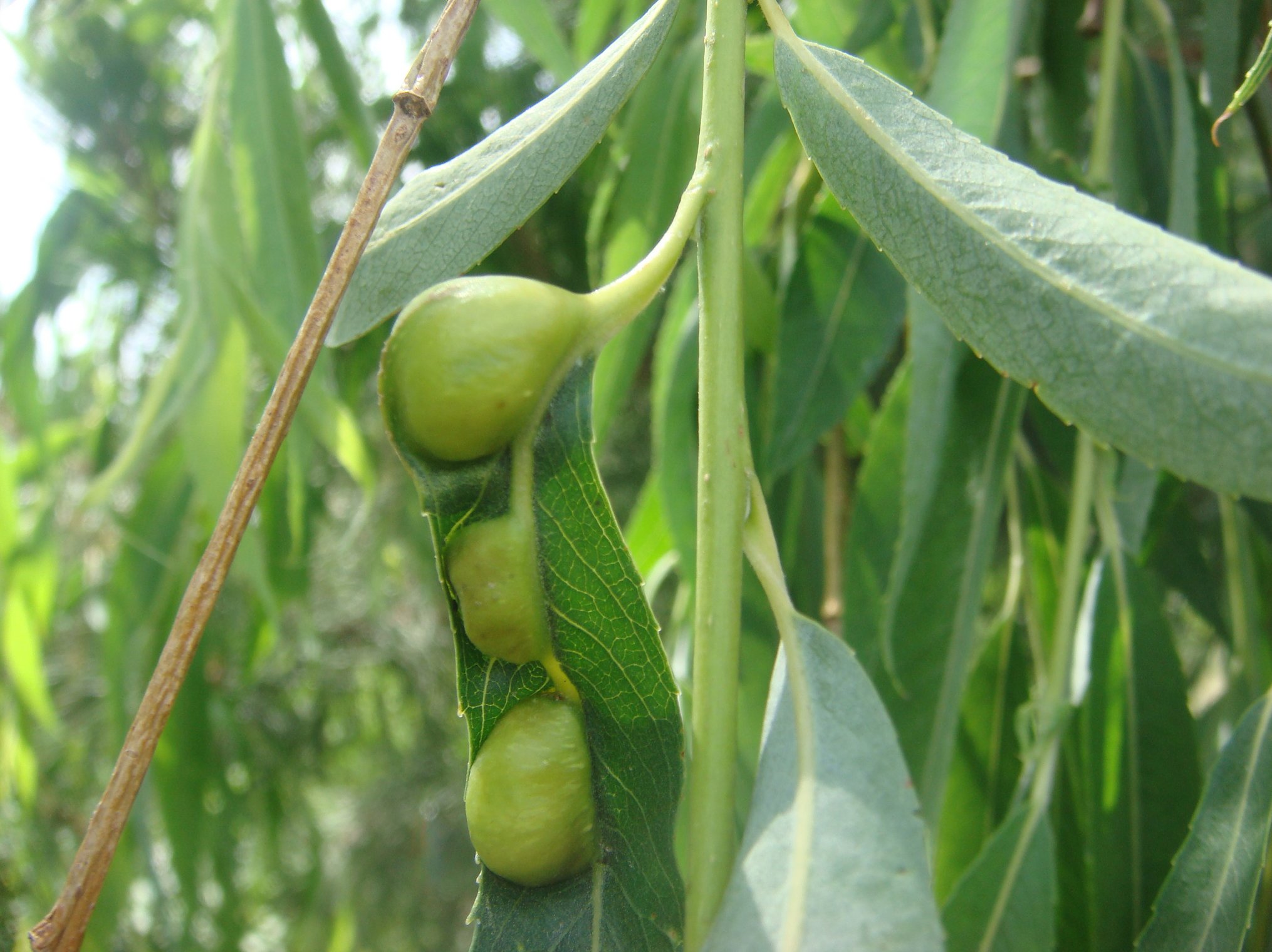  p>柳厚壁叶蜂pontania bridgmannii cameron又名柳瘿叶蜂.