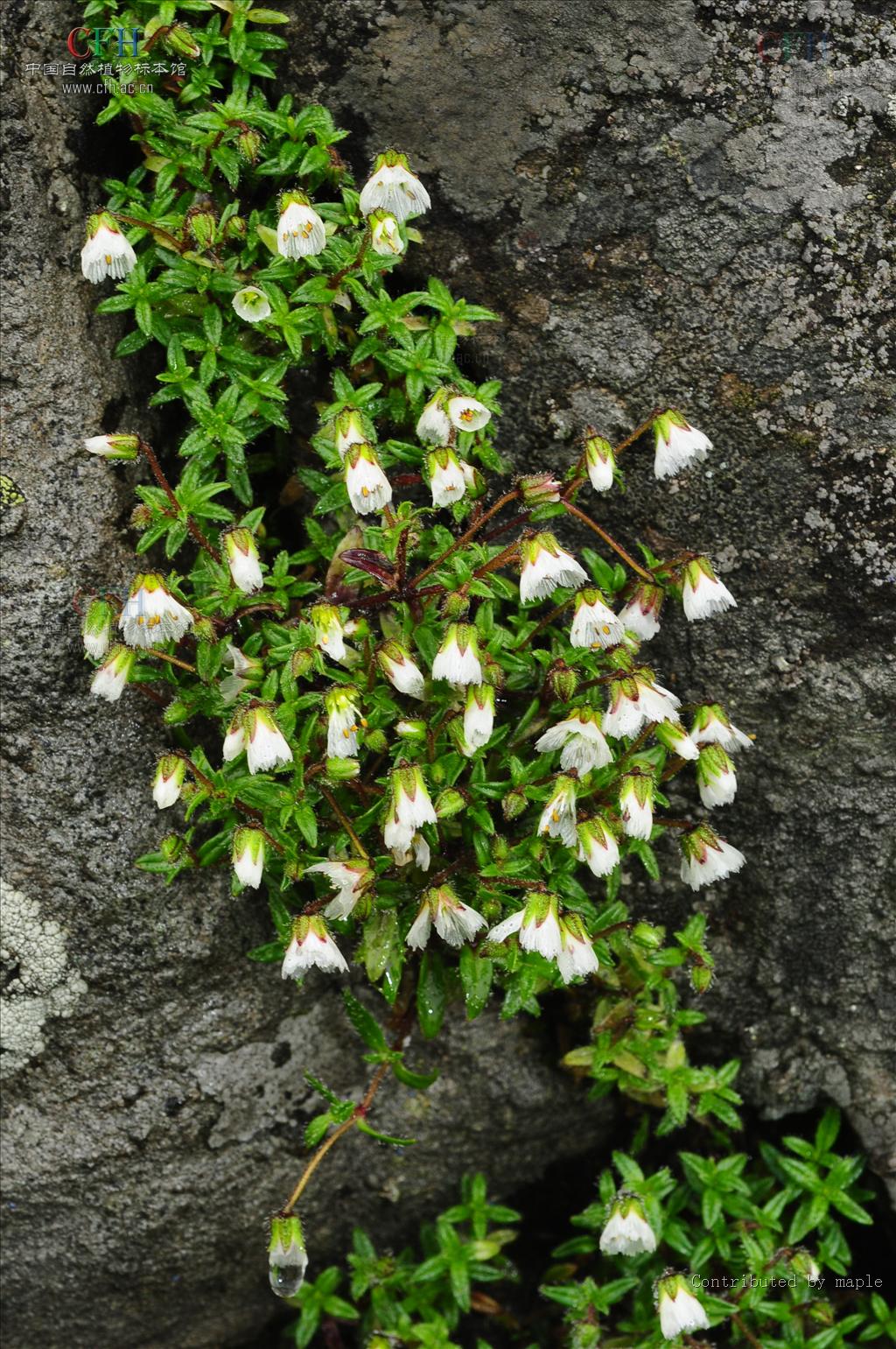  p>髯毛无心菜(学名:arenaria barbata)是 a href="#">中央种子目 /a>