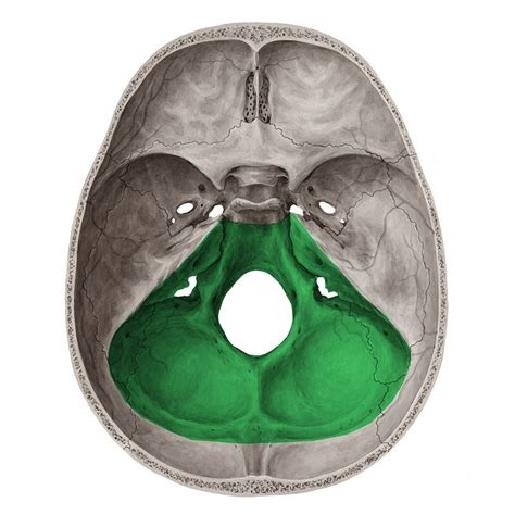 枕骨大孔(医学 名词)
