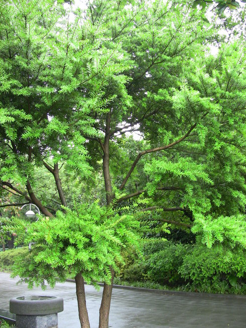 油杉(学名: i>keteleeria formosana /i> hayata )是松科,油杉属 a