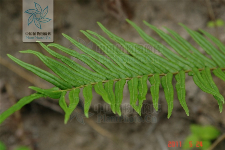 蜈蚣草(原变型)