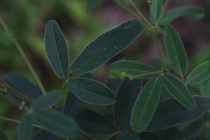 白花短梗胡枝子