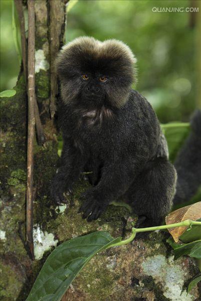  p>跳猴,动物名,其体色为黑色或黑褐色.