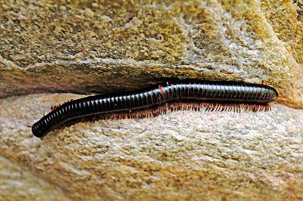  p>多足纲动物属于节肢动物,分布在陆地潮湿的地方,身体扁平或圆筒形