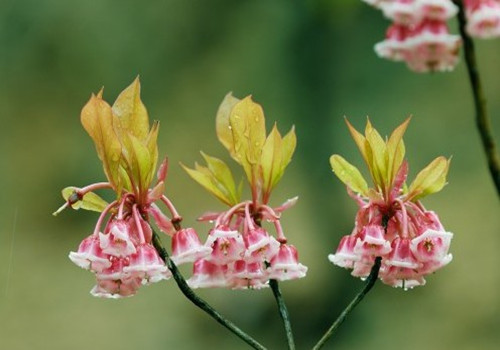  p>毛叶吊钟花(学名: i>enkianthus deflexus /i> (griff.) schneid.