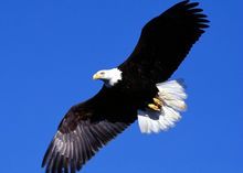 美国国鸟：白头海雕