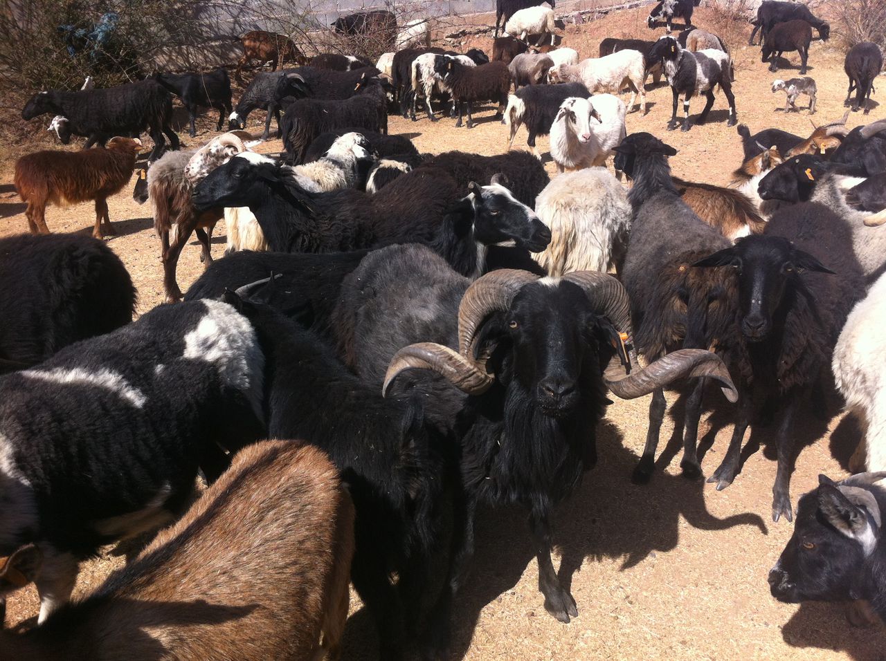 毛色通常由黑色,白色,黑白杂花三种颜色组成;肤色呈淡紫色或淡黑色;眼