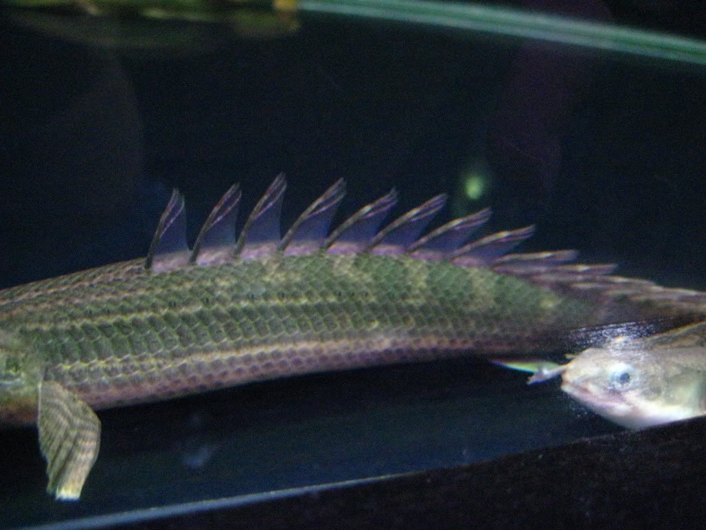  p>中 文 名: a href="#" data-lemmaid="1653276">鳄鱼恐龙王 /a> /p