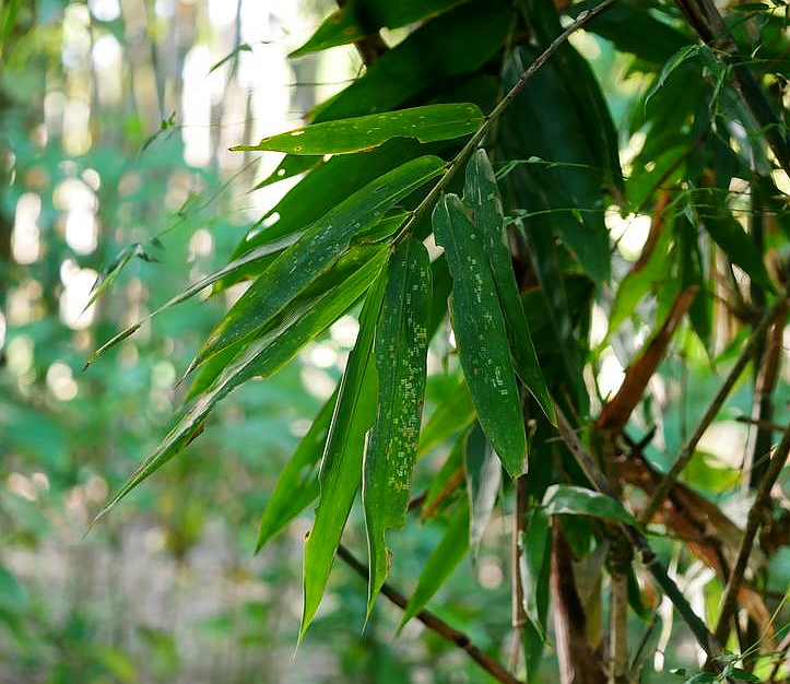  p>野龙竹(学名: i>dendrocalamus semiscandens /i> hsueh et d. z.