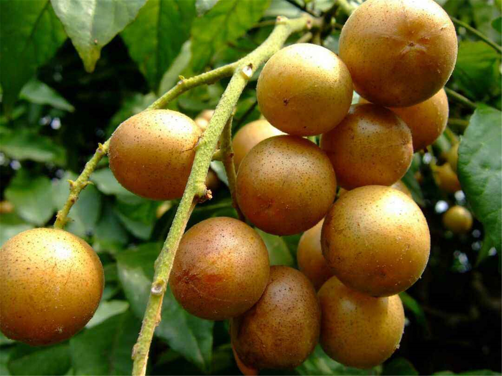 skeels),芸香科黄皮属乔木植物,小叶呈卵形或卵状椭圆形,两侧不对称