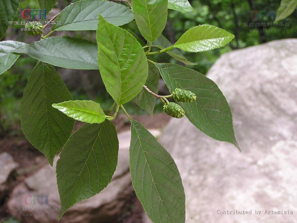  p>日本桤木(学名: i>alnus japonica /i> (thunb.) steud.