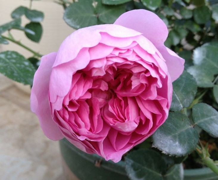  p data-id="gnxamigid3">麦金塔是一种蔷薇科,蔷薇属,月季种植物.