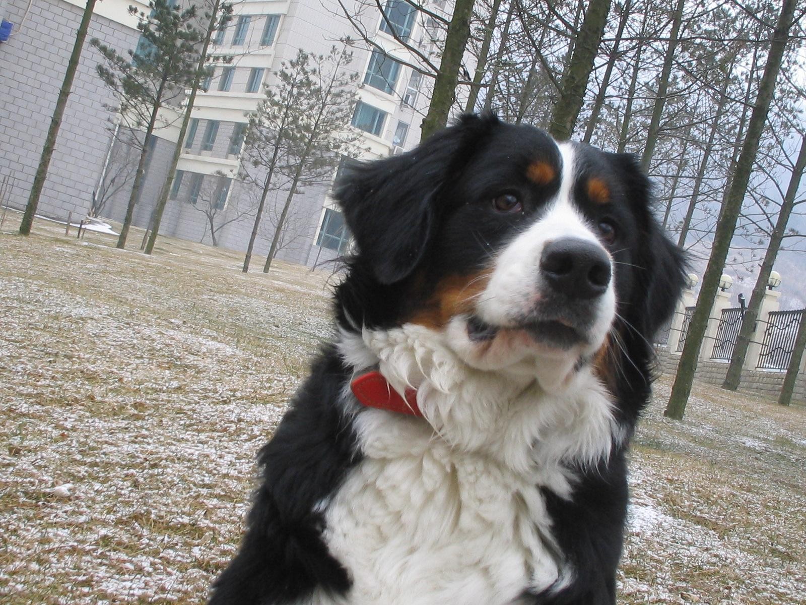 属于 a href="#">大型犬, /a>三色,长腿.