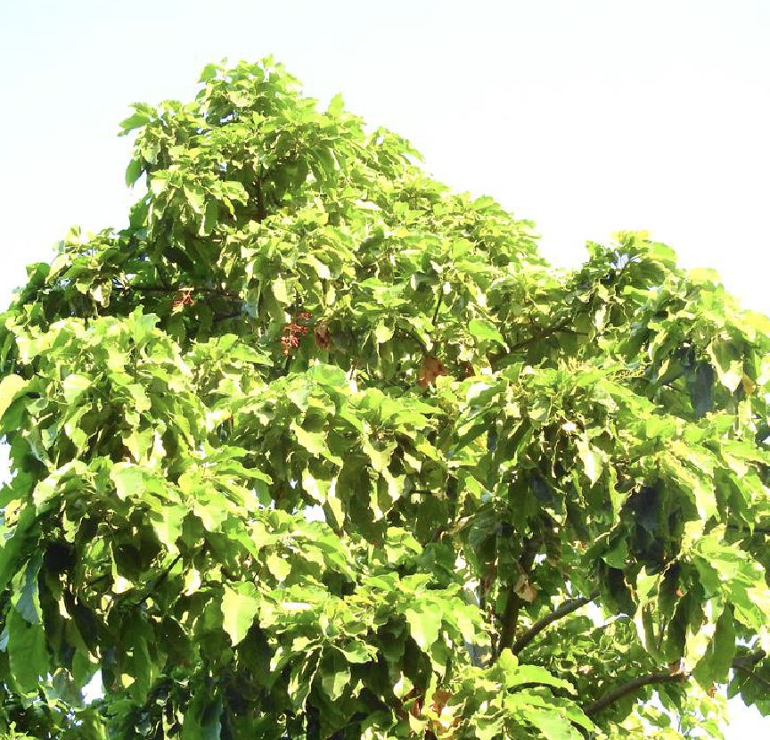  p>槭叶酒瓶树(学名: i>brachychiton /i>  i>acerifolius /i> (a.