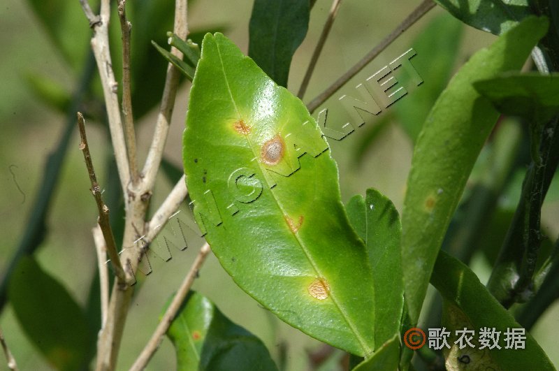 p>柑橘脂点黄斑病是一种普通害柑橘成熟叶片病害.