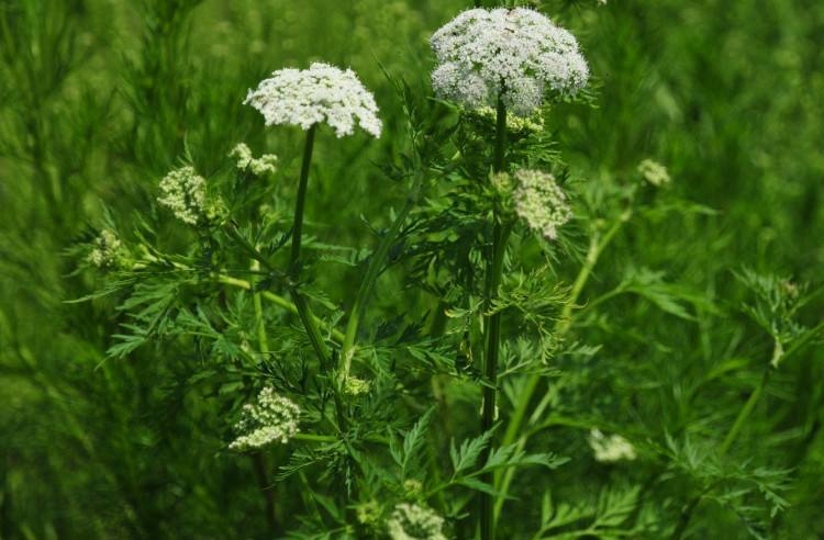daucus carota l.