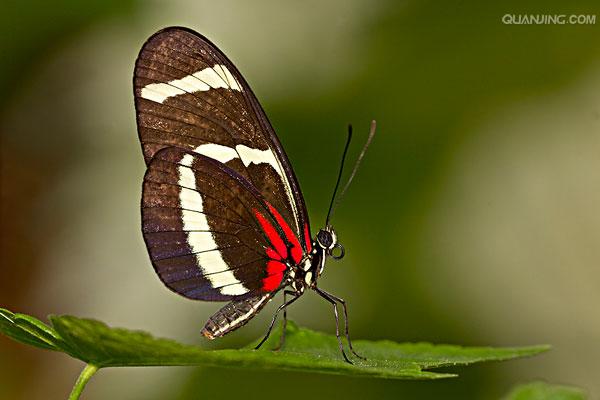  p>红带袖蝶 i>(学名:heliconius melpomene) /i>,又名红色邮差蝴蝶