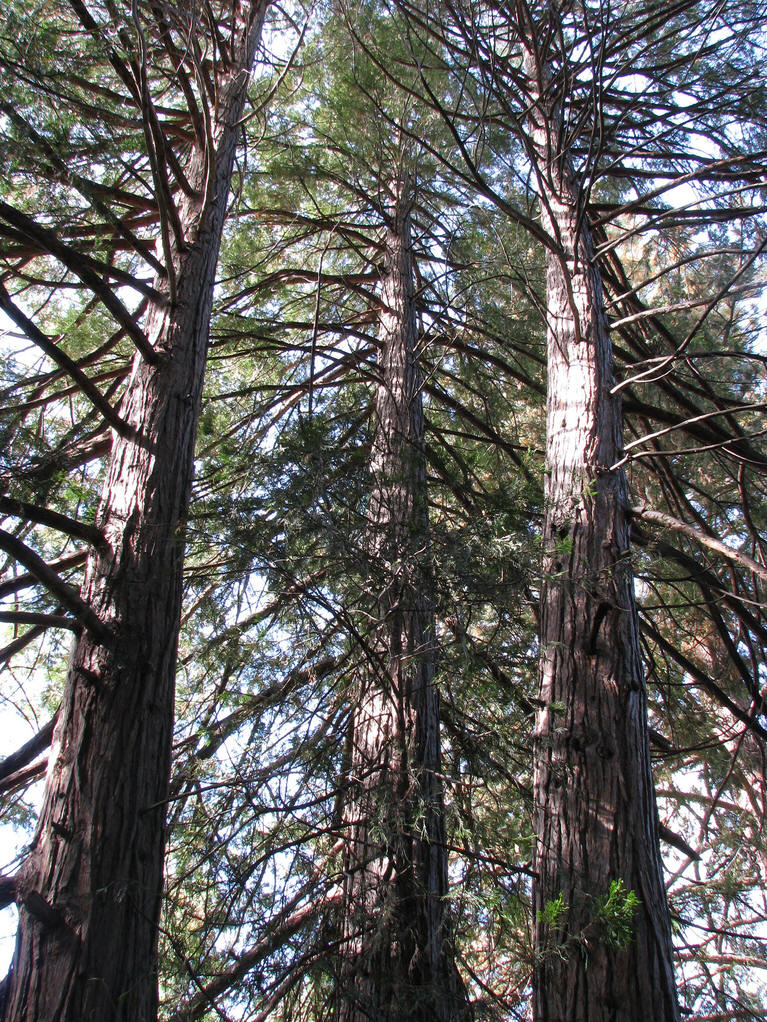 calocedrus /i>):是 a href="#" data-lemmaid="11048953">松杉纲 /a>