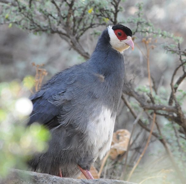  p>藏马鸡(学名: i>crossoptilon harmani /i>)也叫 a target="_blank