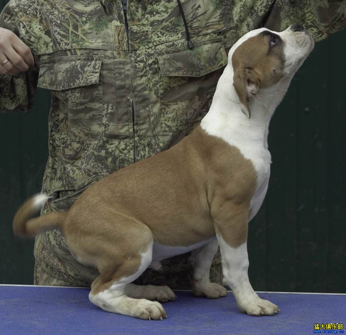  p>具有传奇色彩的俄罗斯斗牛犬是一种打斗犬,现在人们把它统一称为"