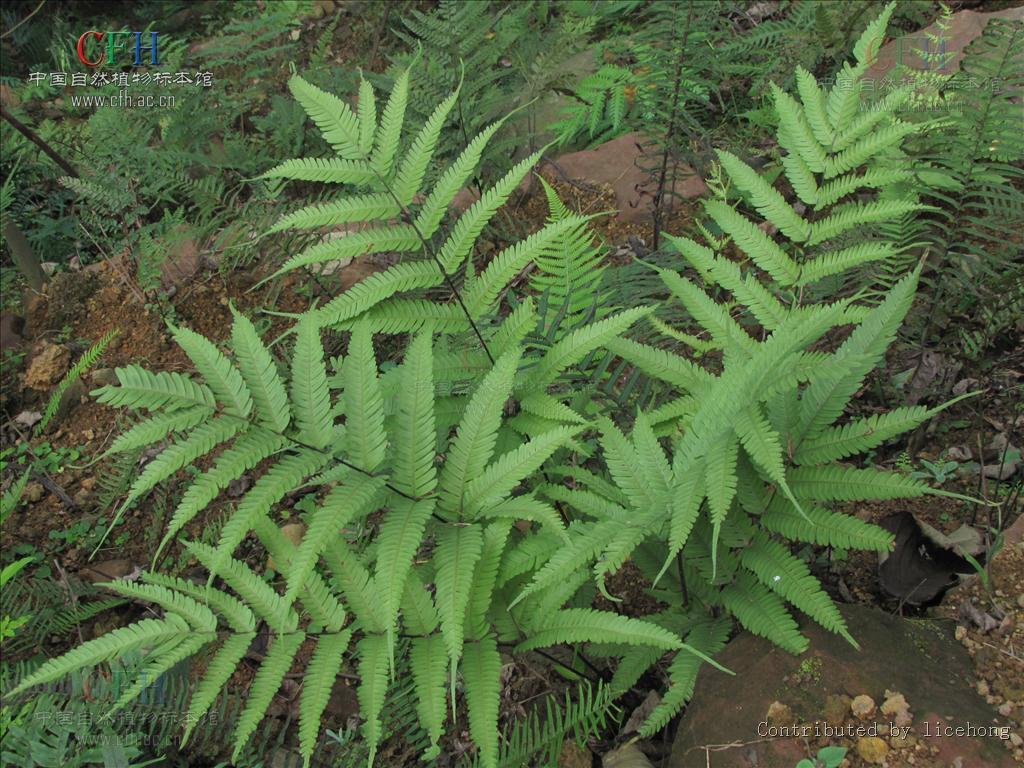  p>凤尾蕨(学名: i>pteris cretica l. var. nervosa /i>  (thunb.