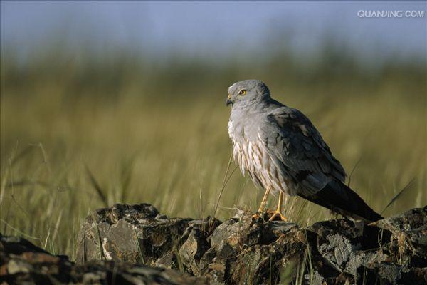  p>乌灰鹞(学名: i>circus pygargus /i>)为隼形目,鹰科鹞属的鸟类.
