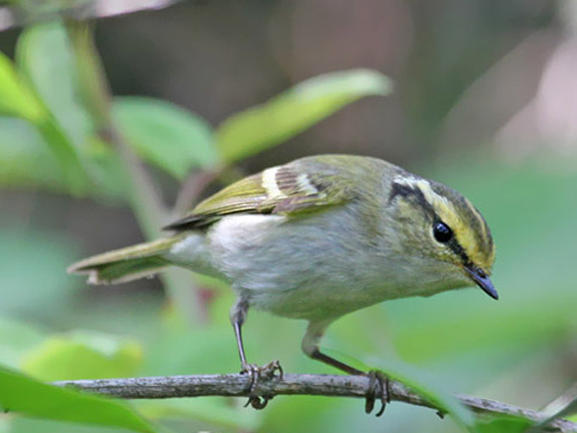 yellow-rumoed willow warbler