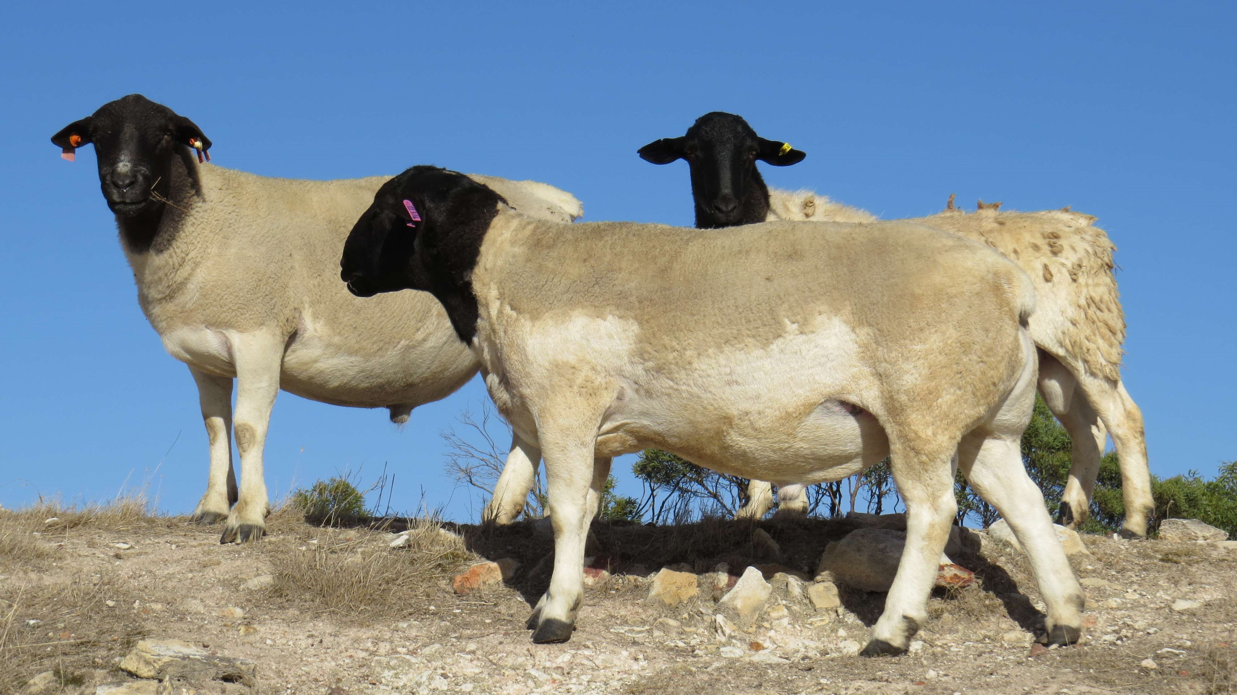 也简称杜泊羊,用南非土种绵羊黑头波斯母羊作为母本,引进英国有 a