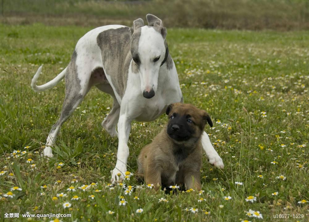  p data-id="go08kvplb4">灰狗长途巴士,又名灰狗巴士,是美国跨城市的