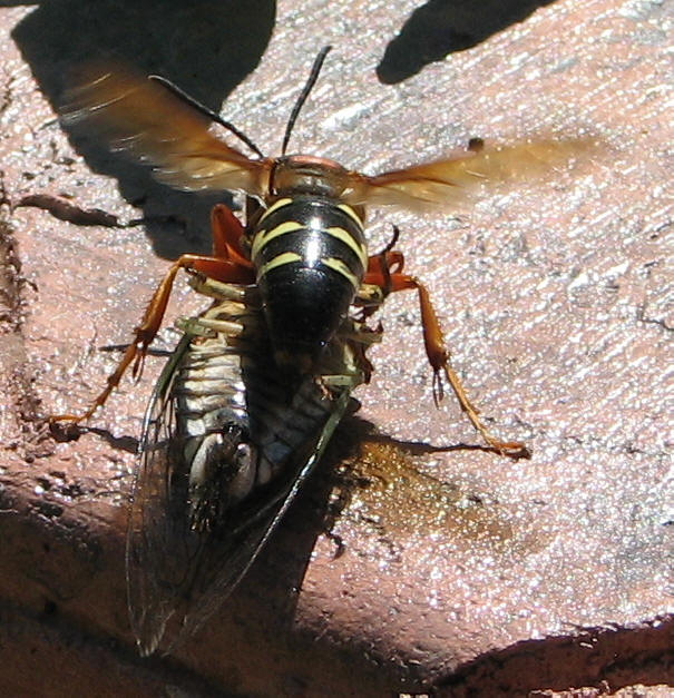 杀蝉泥蜂