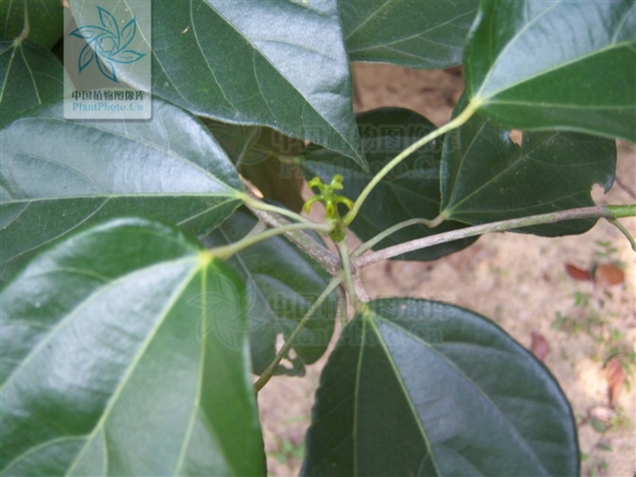  p>蚬木,拉丁学名: i>excentrodendron hsienmu /i>(chun et how) h.