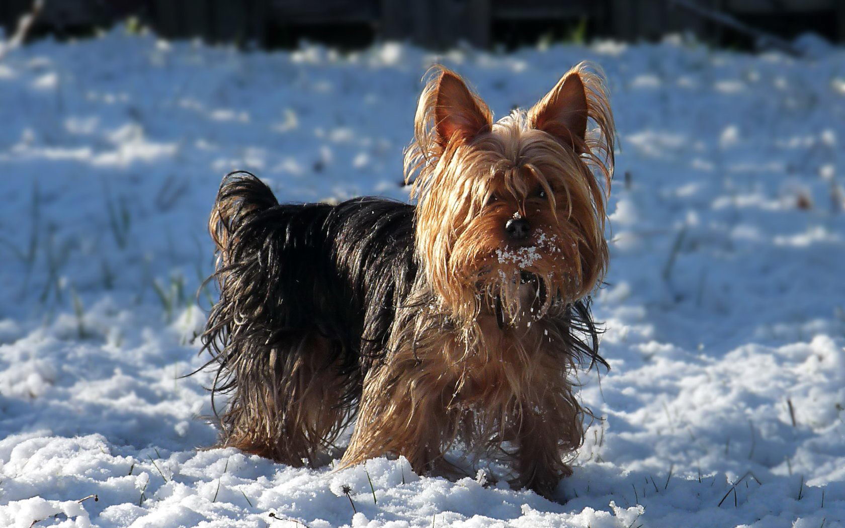 yorkshire terrier