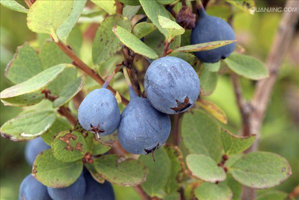  p>蓝莓,又名笃斯,黑豆树(大兴安岭), a target="_blank" href="/item