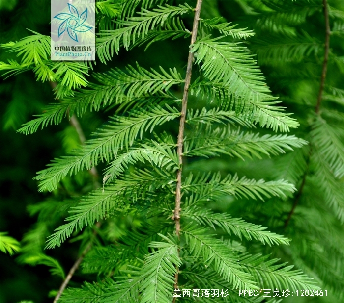  p>墨西哥落羽杉(学名: i> i>taxodium mucronatum  /i> /i>tenore)是