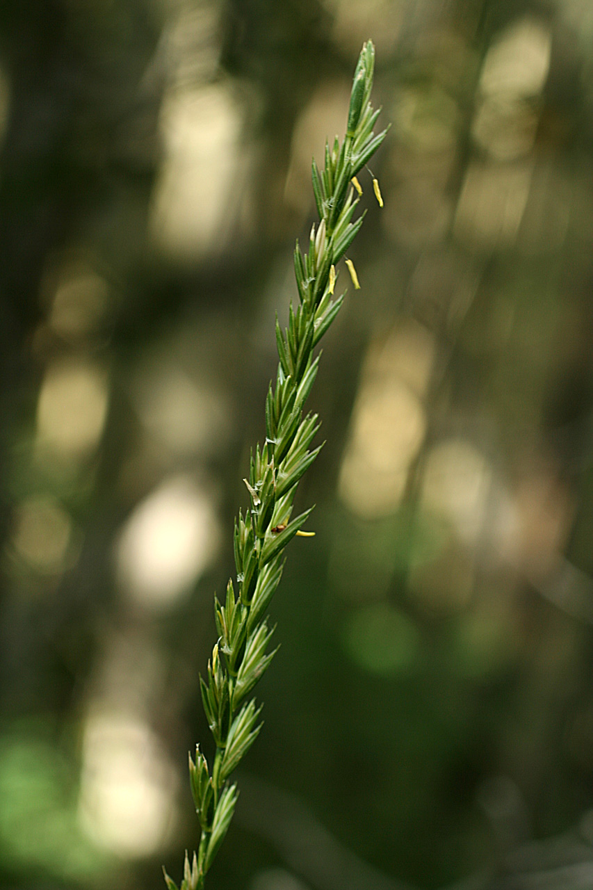 elytrigia repens (l.) nevski