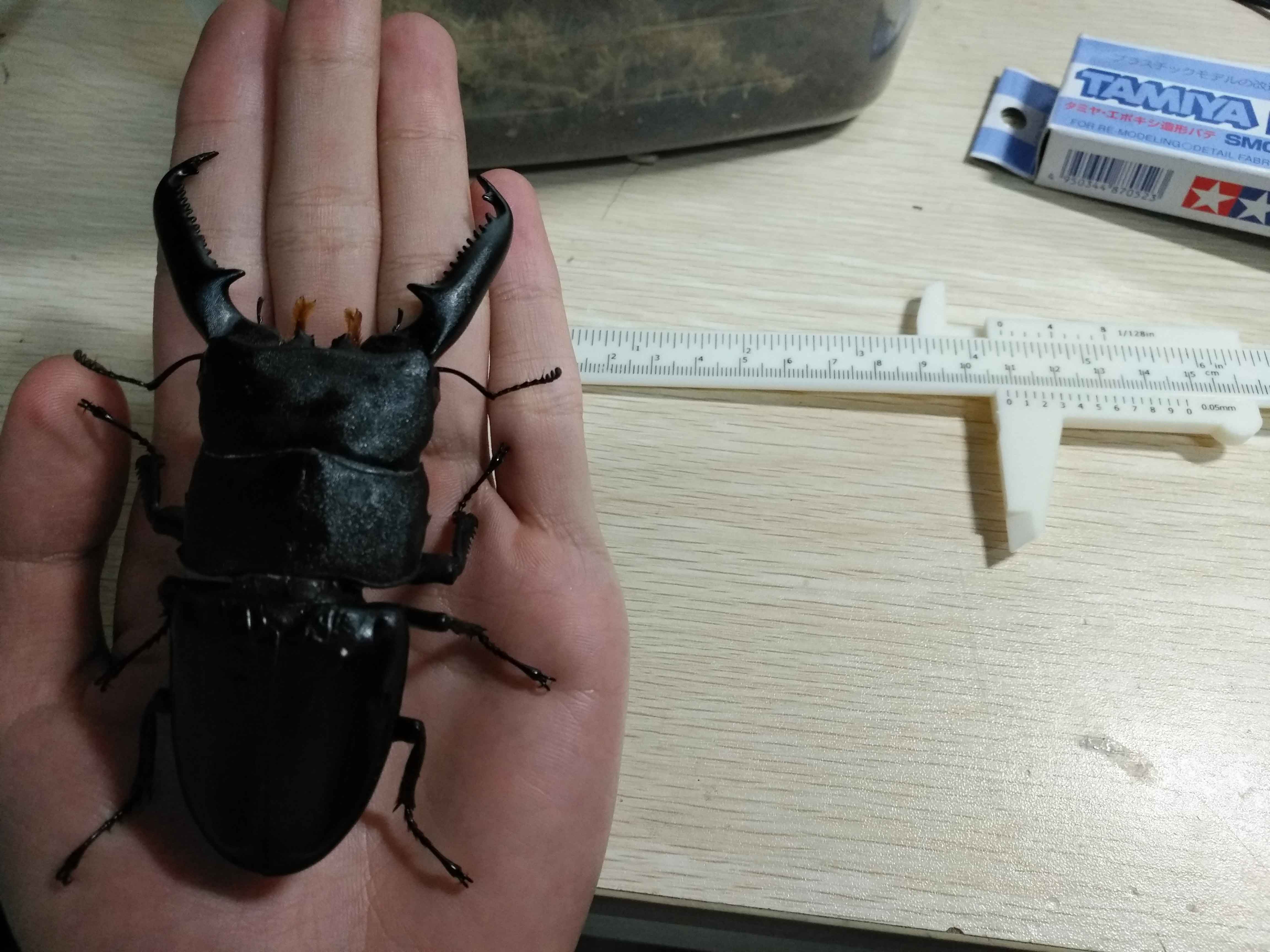 t. palawanicus),是巨扁锹形虫中主要栖息于菲律宾巴拉望岛的种类.