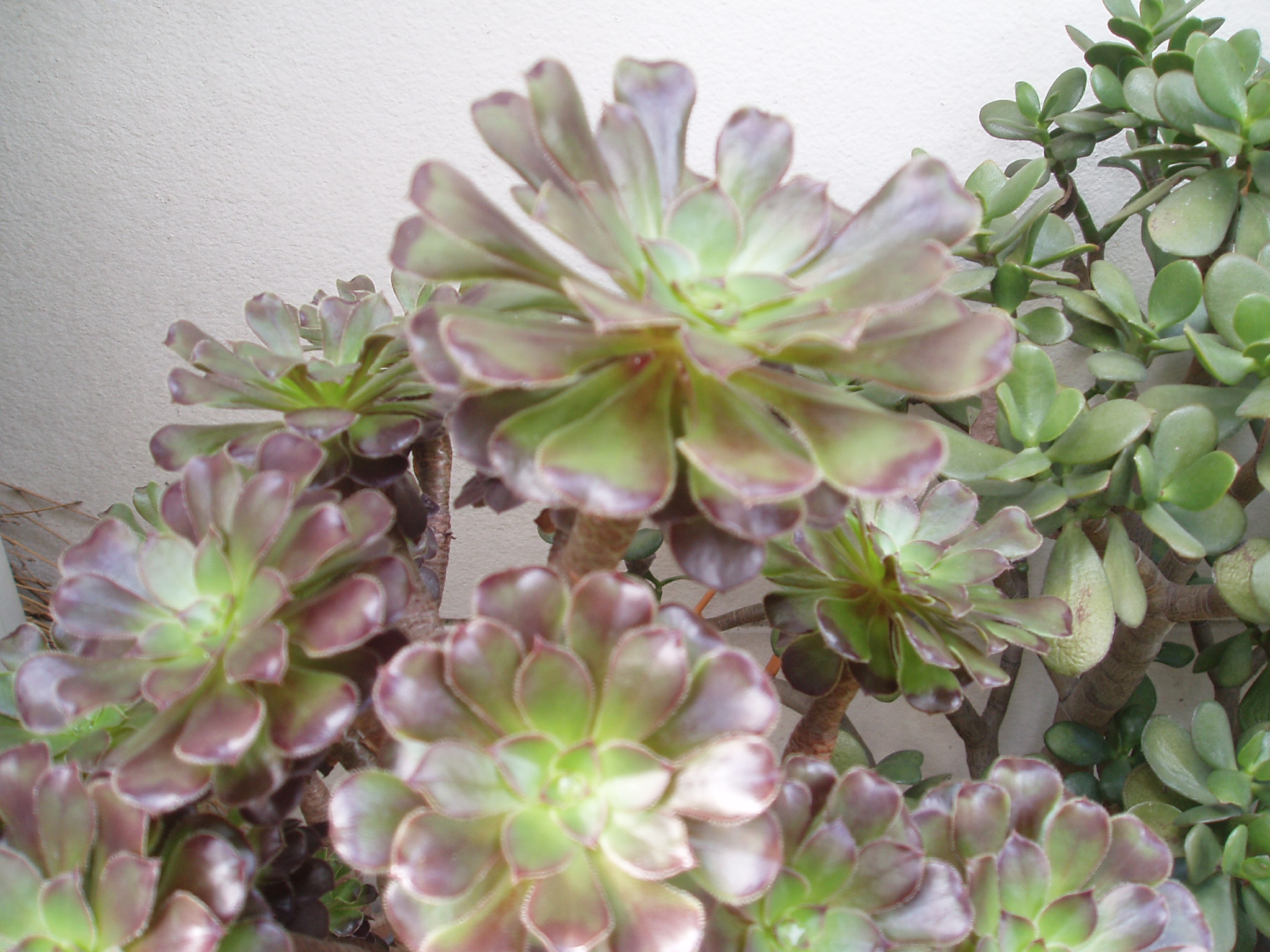 p>莲花掌(学名: i>aeonium /i>  i>arboreum /i> webb &amp
