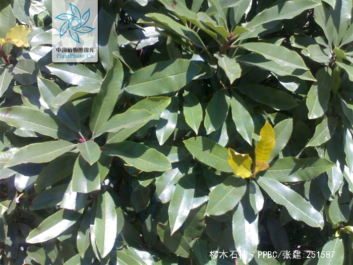  p>椤木石楠( i>photinia davidsoniae /i> rehd. et wils.