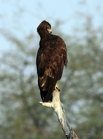  /i>pallas),别名 a target="_blank" href="/item/花雕/3069784"