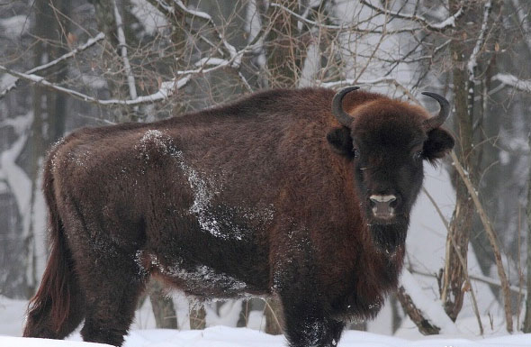 欧洲野牛