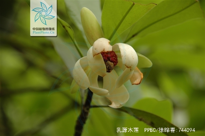 p>乳源木莲(学名 i>manglietia yuyuanensis/i>law)是木兰科