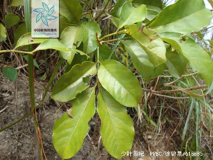  p>少叶黄杞(学名: i>engelhardtia fenzlii /i> merr.